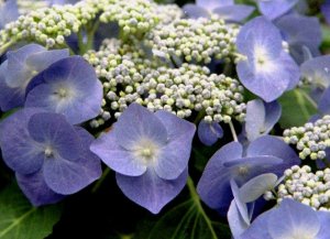 ���������Q 98.06