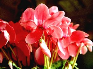 �V�N������97.12